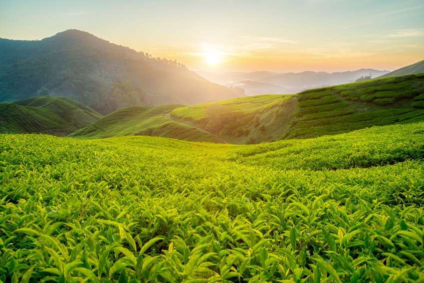 Cameron Highlands<br>
